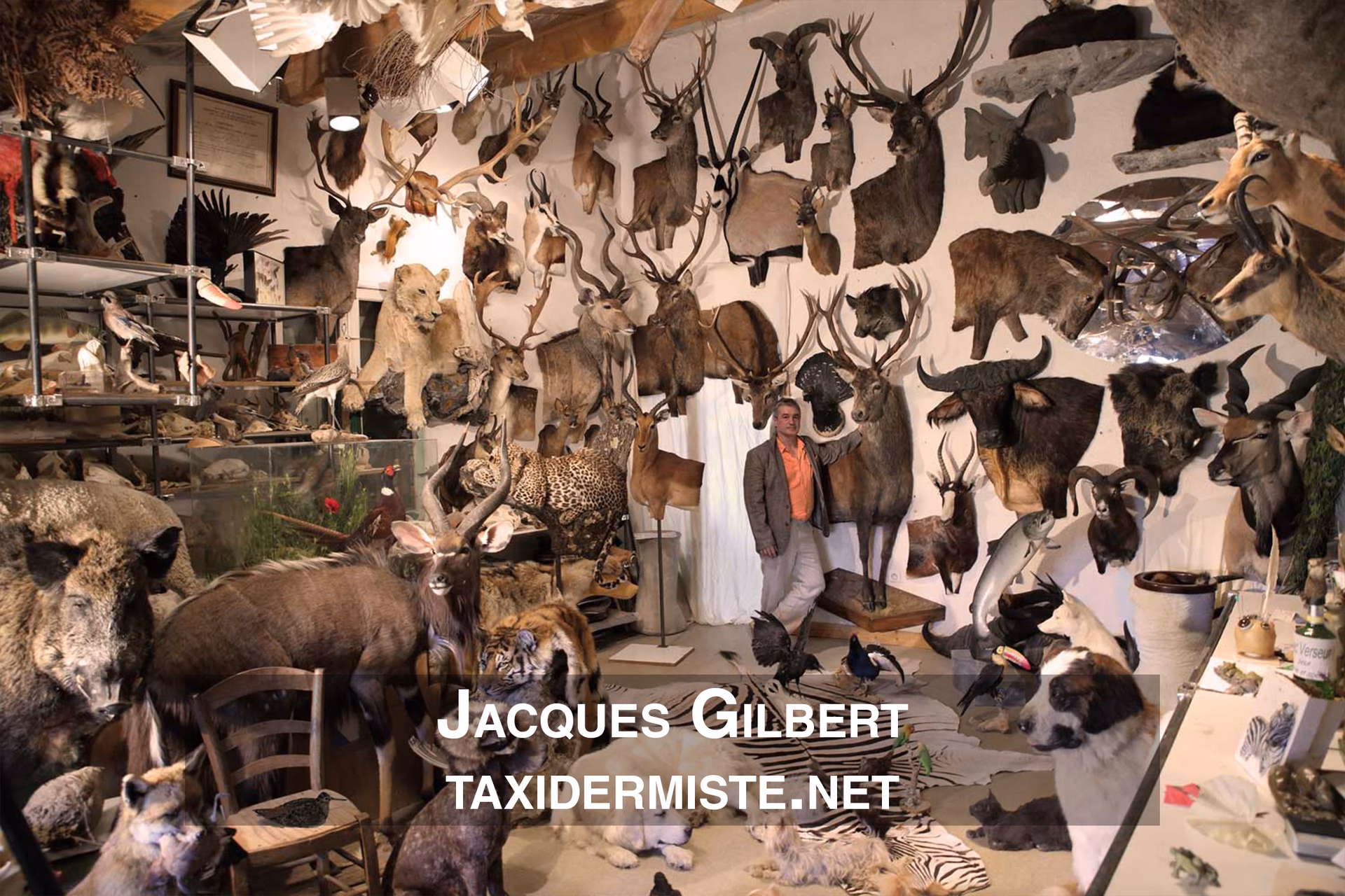 What animals are on display at the World Taxidermy & Fish Carving Championships?