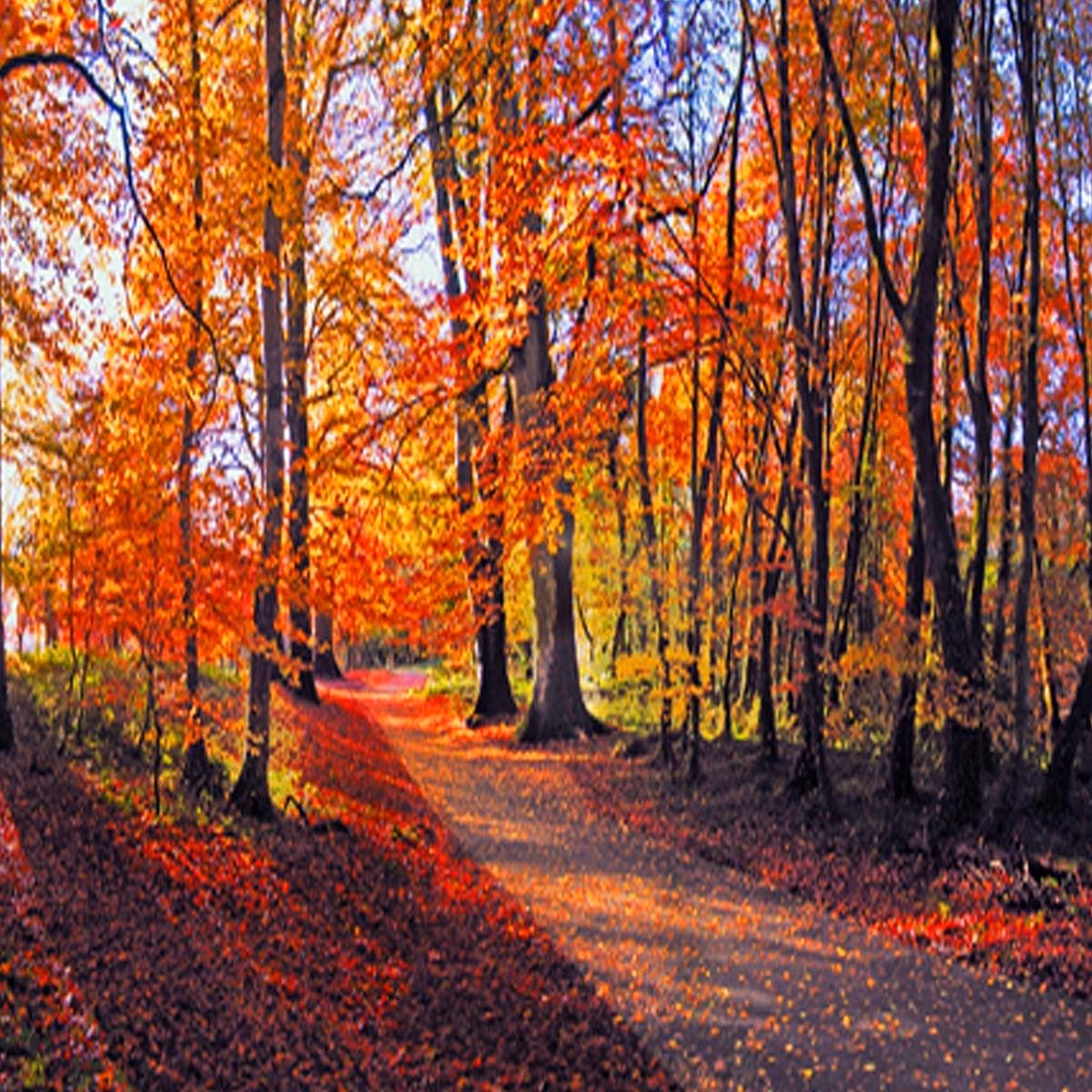 How to get from Limerick to Templemore by train?