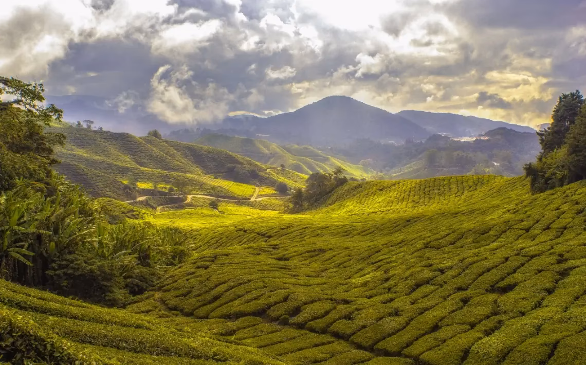 How to get from Sandakan Airport (SDK) to Sepilok jungle resort?