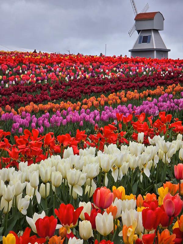 How to get to Tulleys Farm in Mid Sussex by bus?