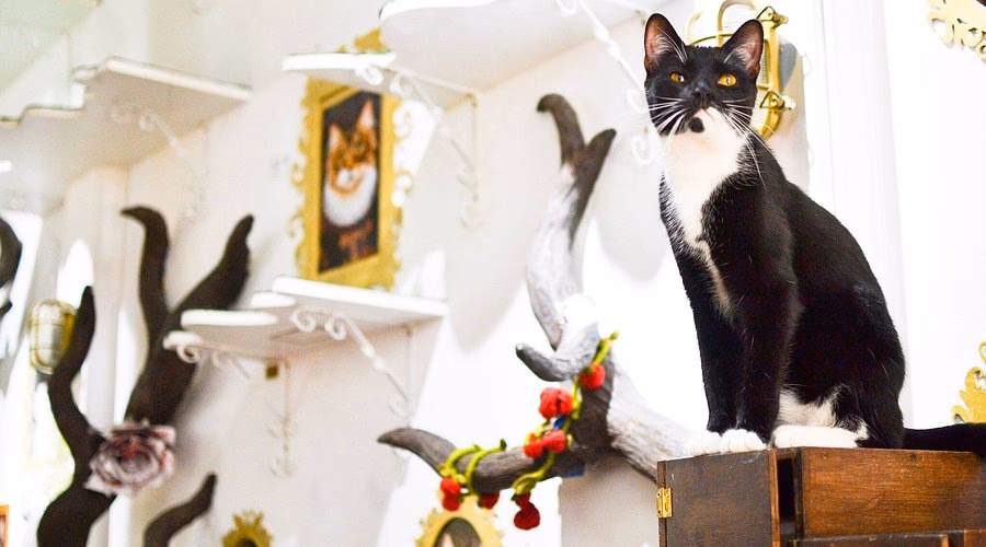 Why do you need A Clowder at Lady Dinah's?