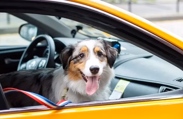 Should you allow pets in a taxi cab?
