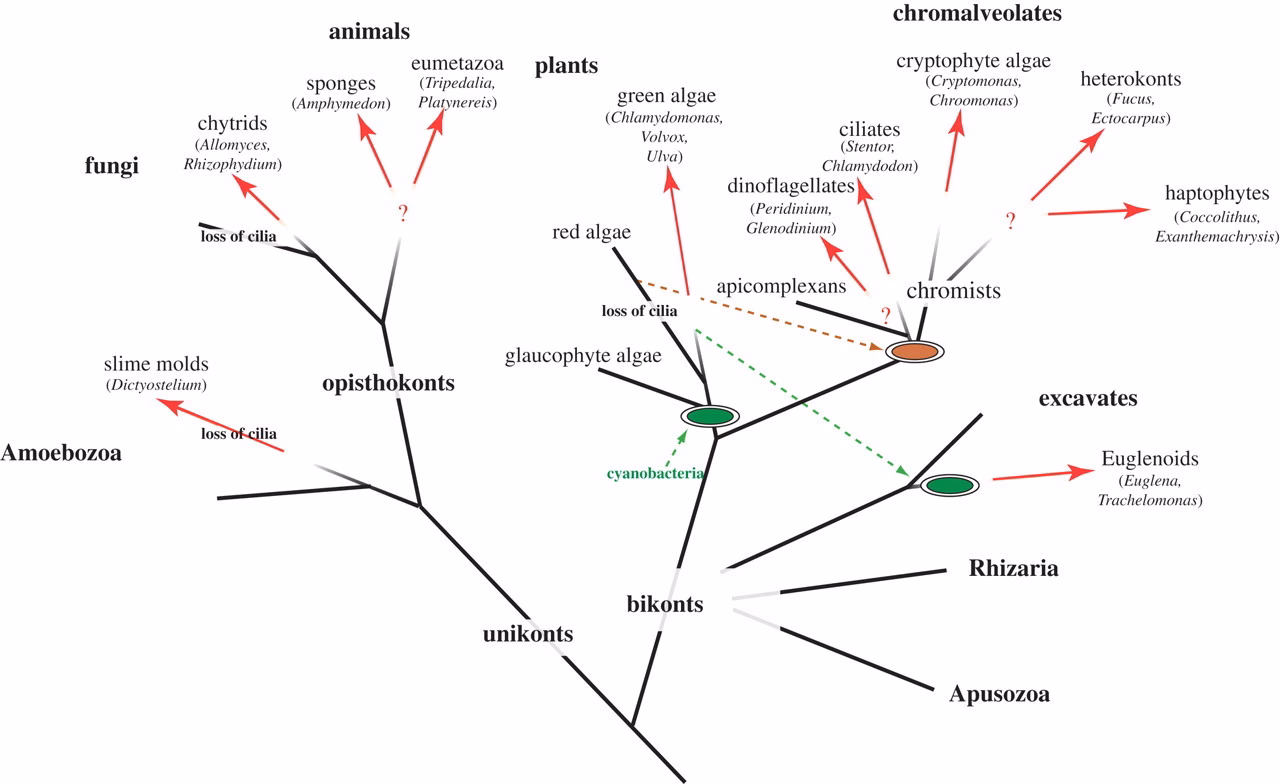 Do maggots have a good aiming capability?