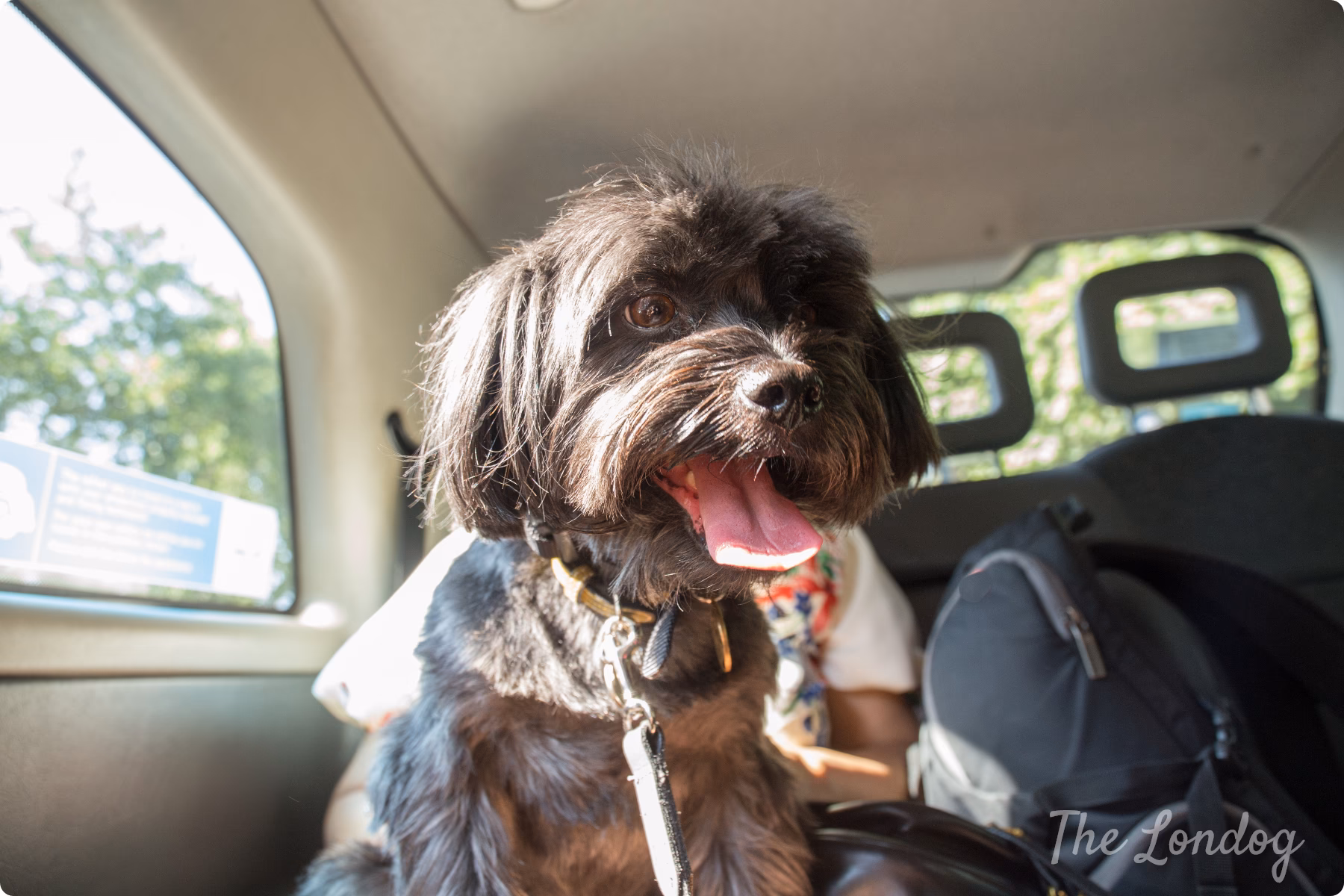 How do I get a pet-friendly taxi in London?