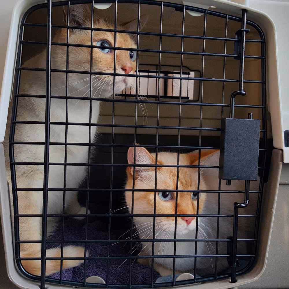 Where can I hire a taxi in Glasgow?